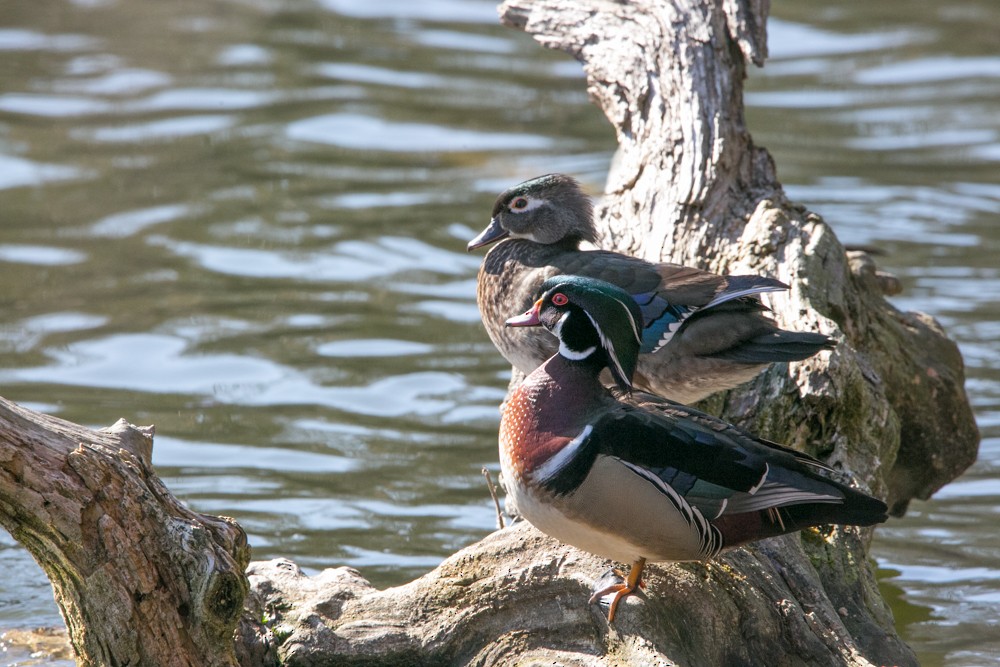 Wood Duck - ML555793341