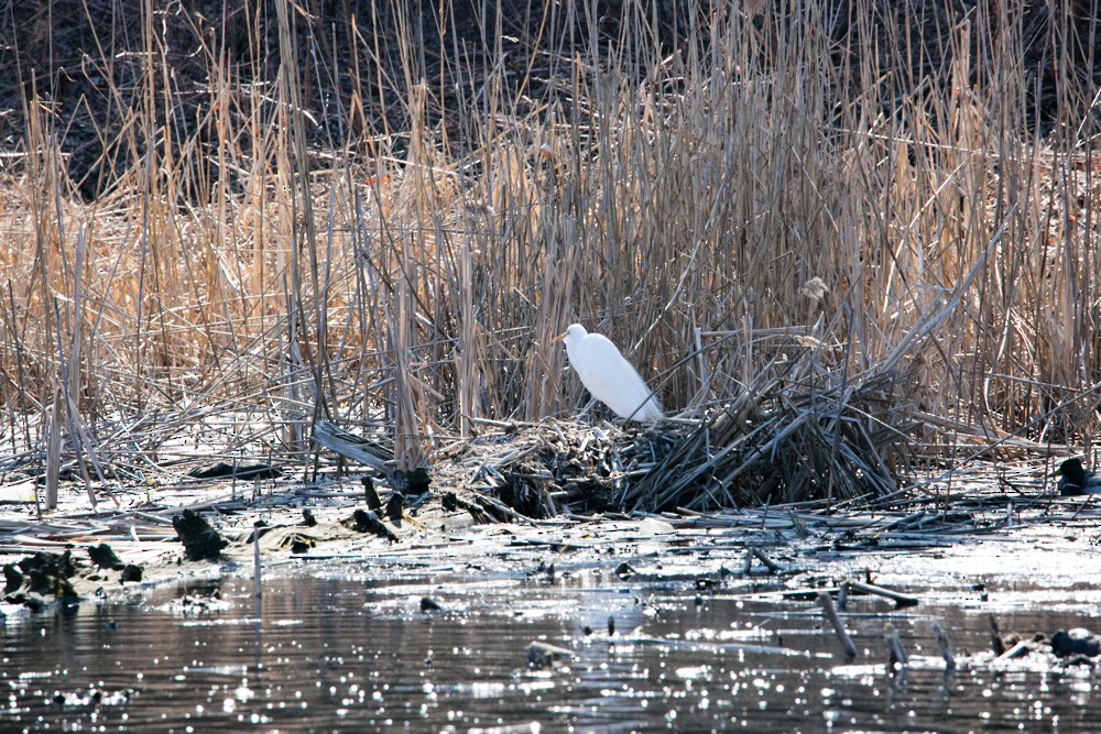 Great Egret - ML555793381