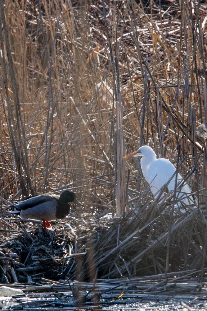 Great Egret - ML555793411