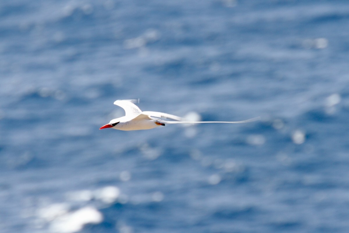 Red-billed Tropicbird - ML555793621