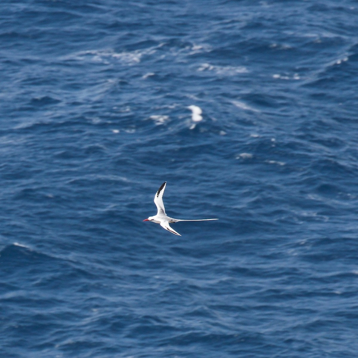 Red-billed Tropicbird - ML555793661