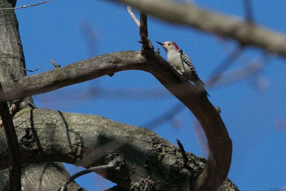 Red-bellied Woodpecker - ML555793691