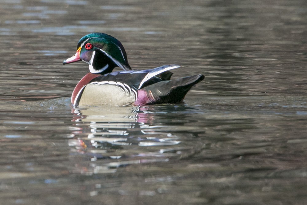 Wood Duck - ML555793731