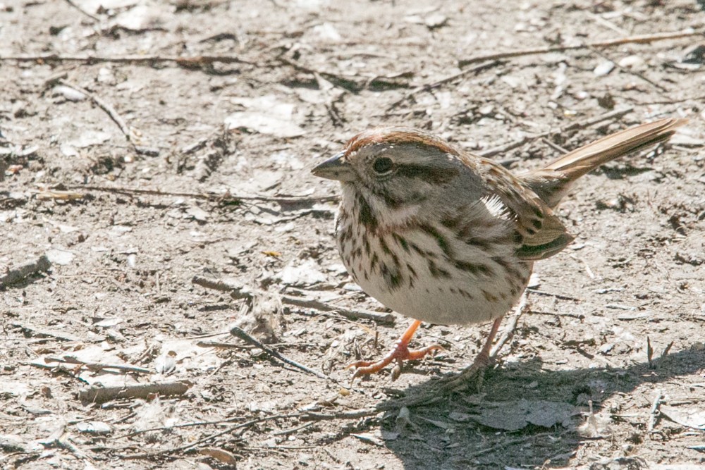Song Sparrow - ML555793921