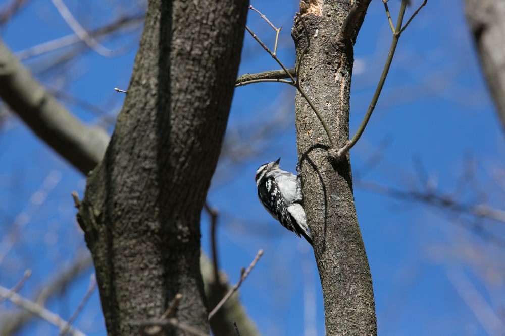 Downy Woodpecker - ML555794081
