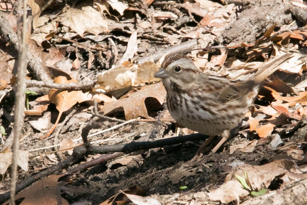 Song Sparrow - ML555794131