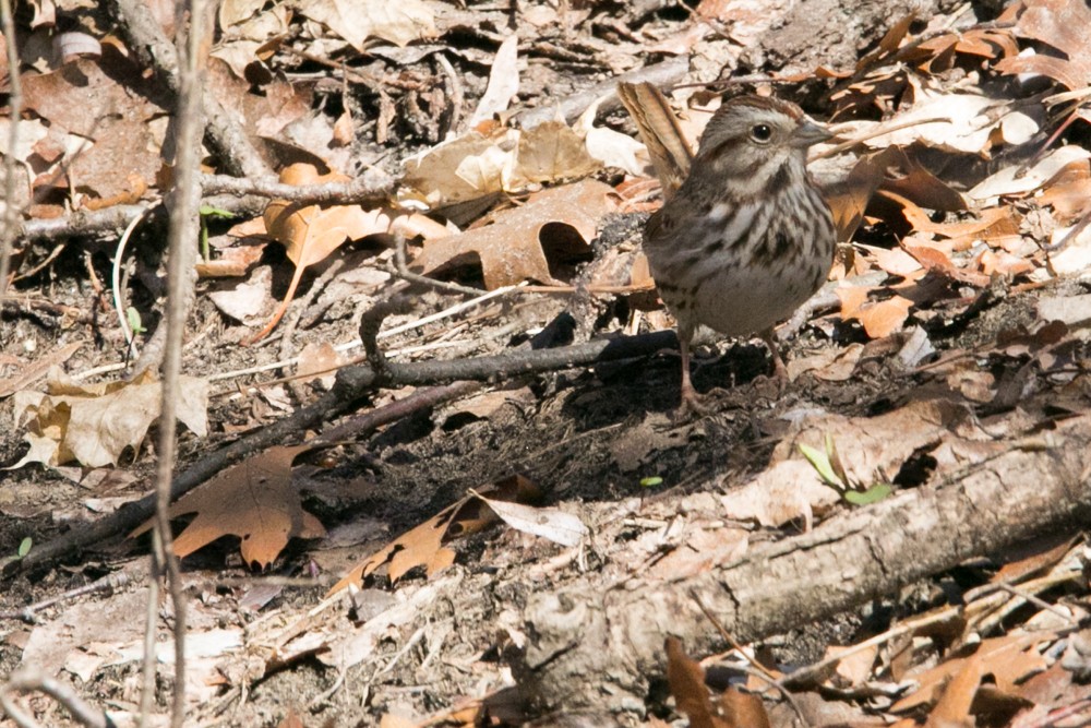Song Sparrow - ML555794151