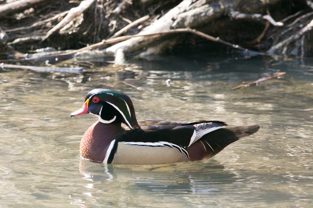 Wood Duck - ML555794251