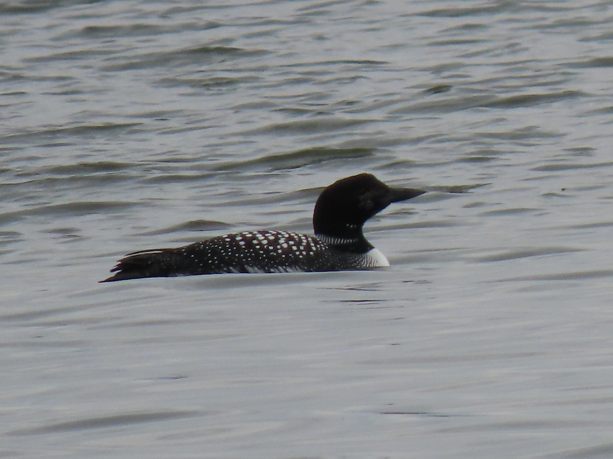 Common Loon - ML555794361