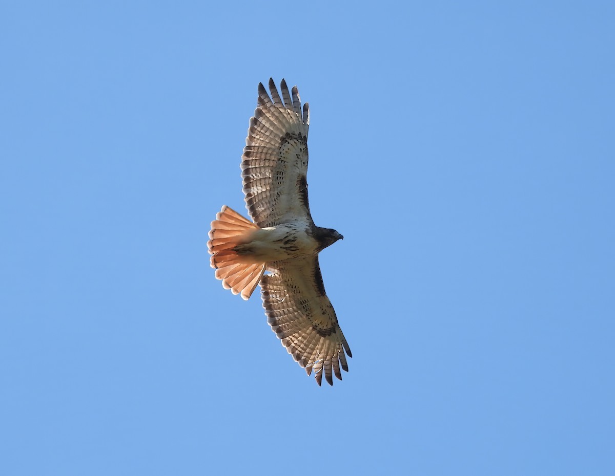 Red-tailed Hawk - ML555794451