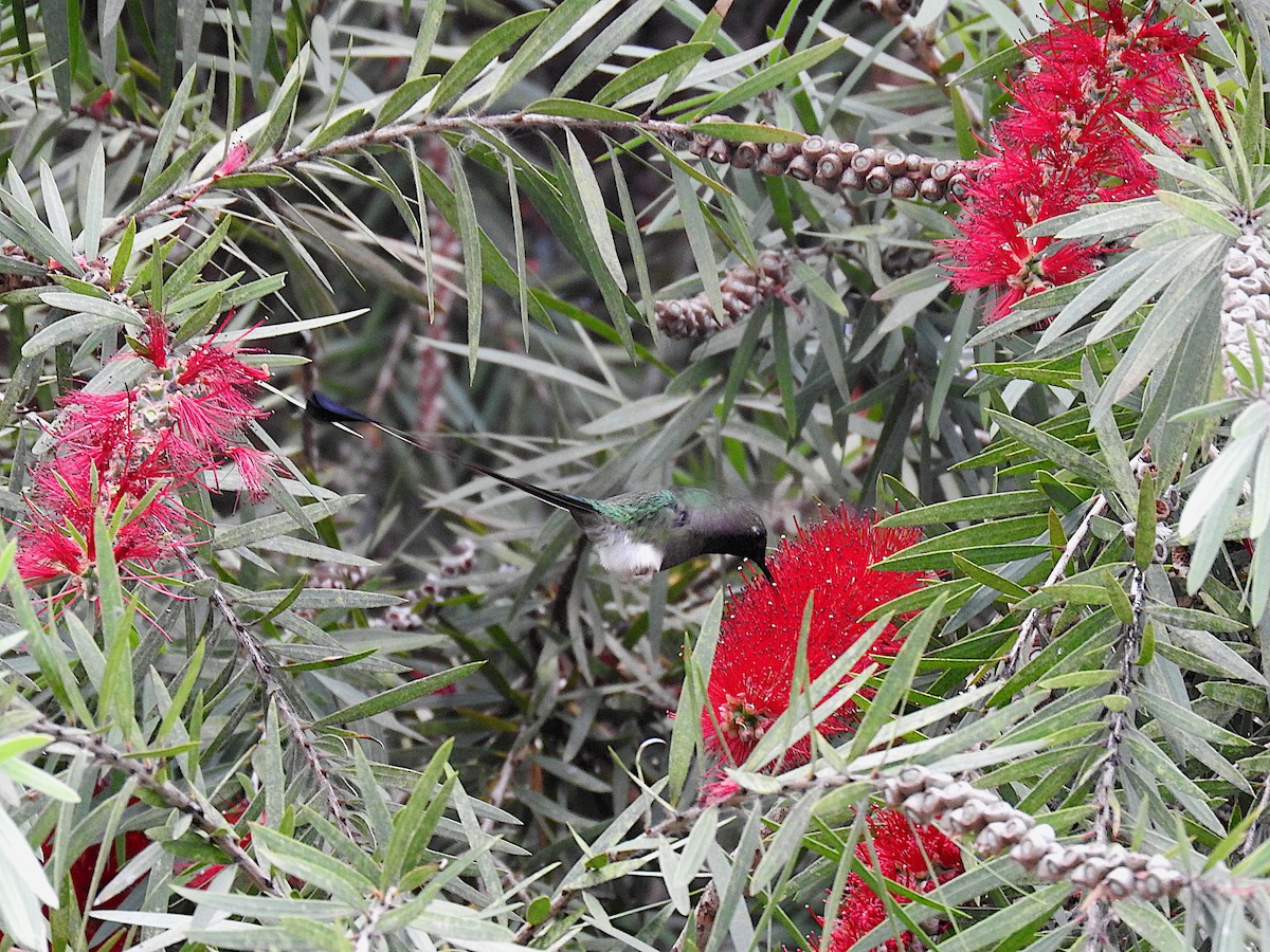 Colibrí de Raquetas Faldiblanco - ML555794581