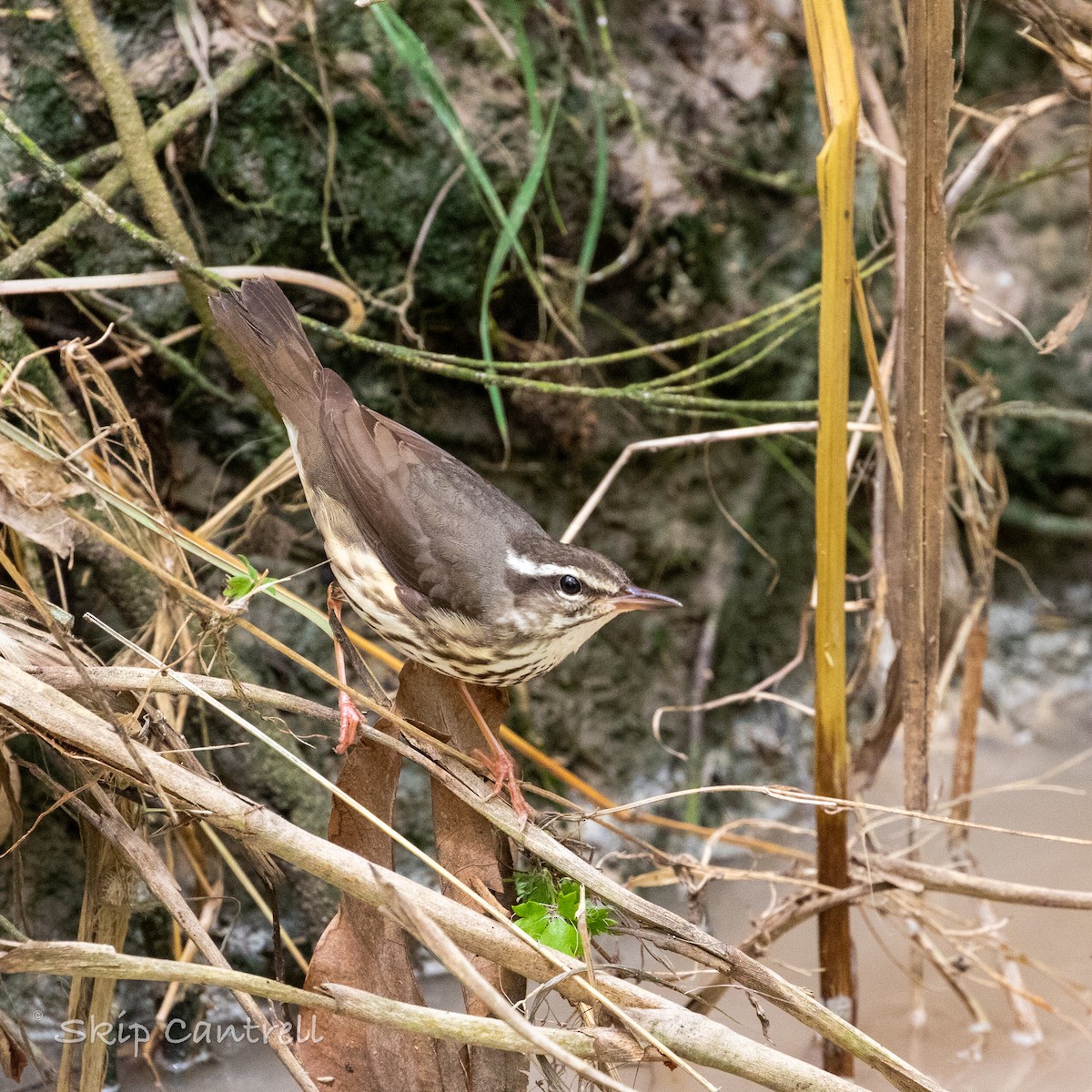 Louisiana Waterthrush - ML555794601