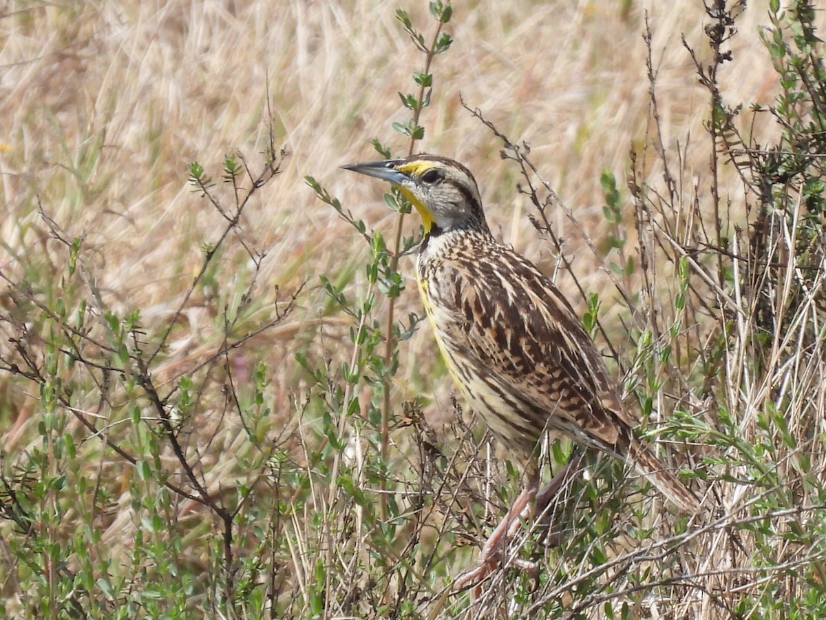 Eastern Meadowlark - ML555795151