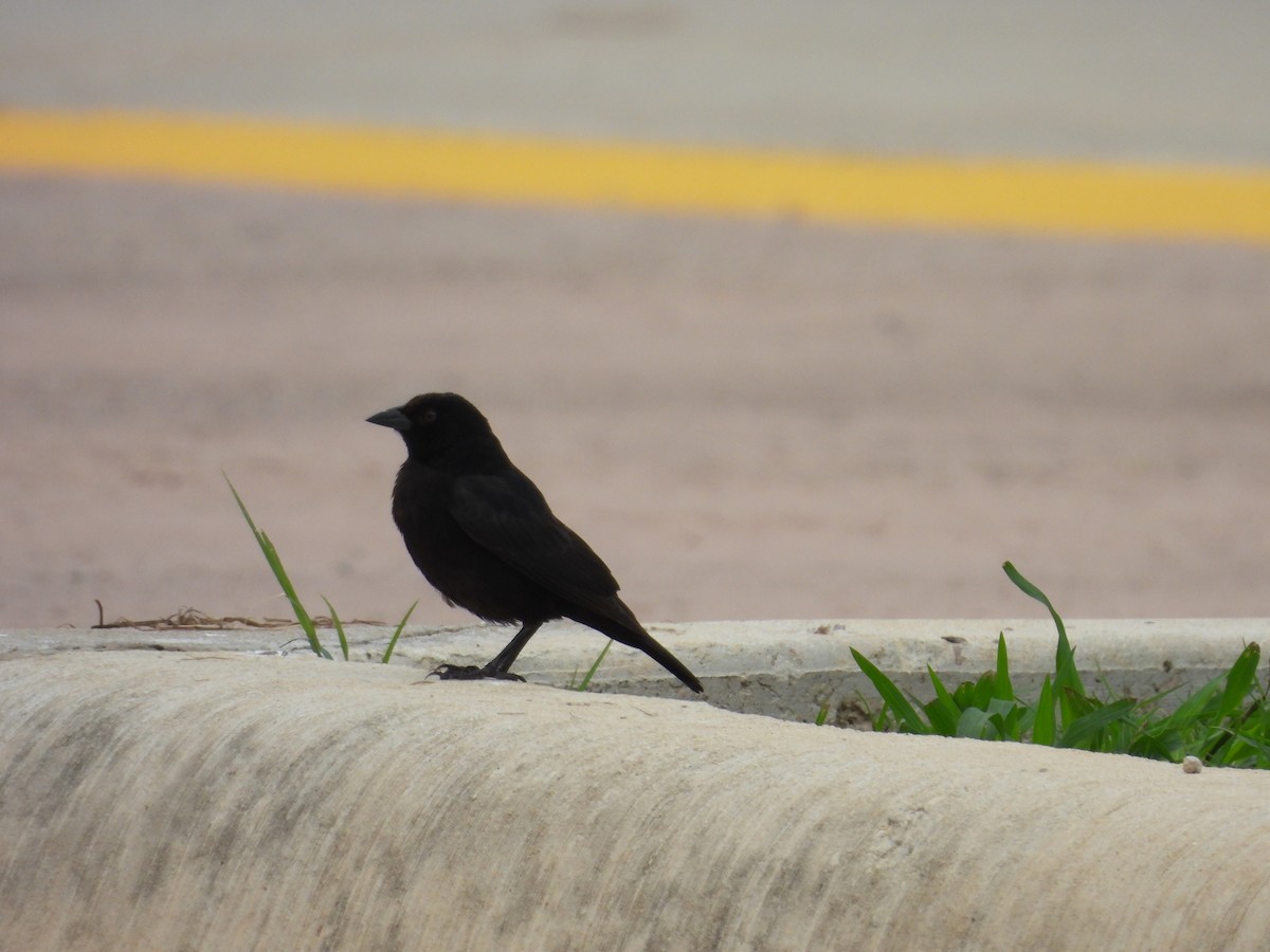 Bronzed Cowbird - ML555795501