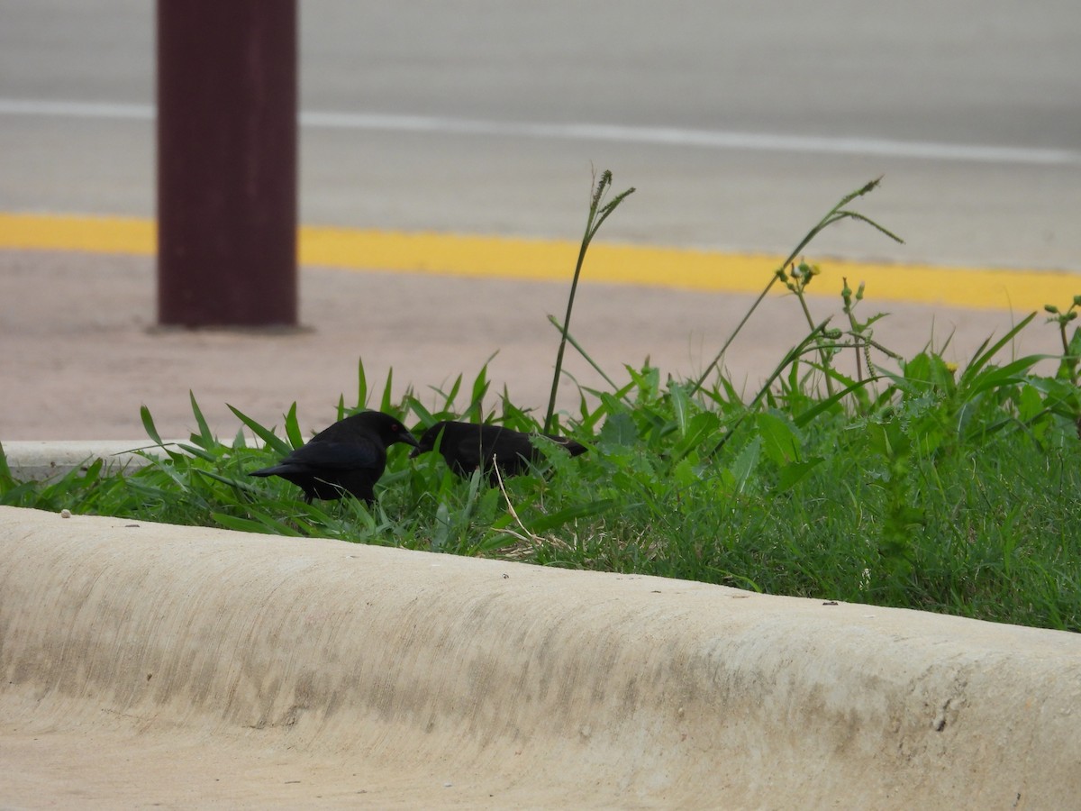 Bronzed Cowbird - ML555795511