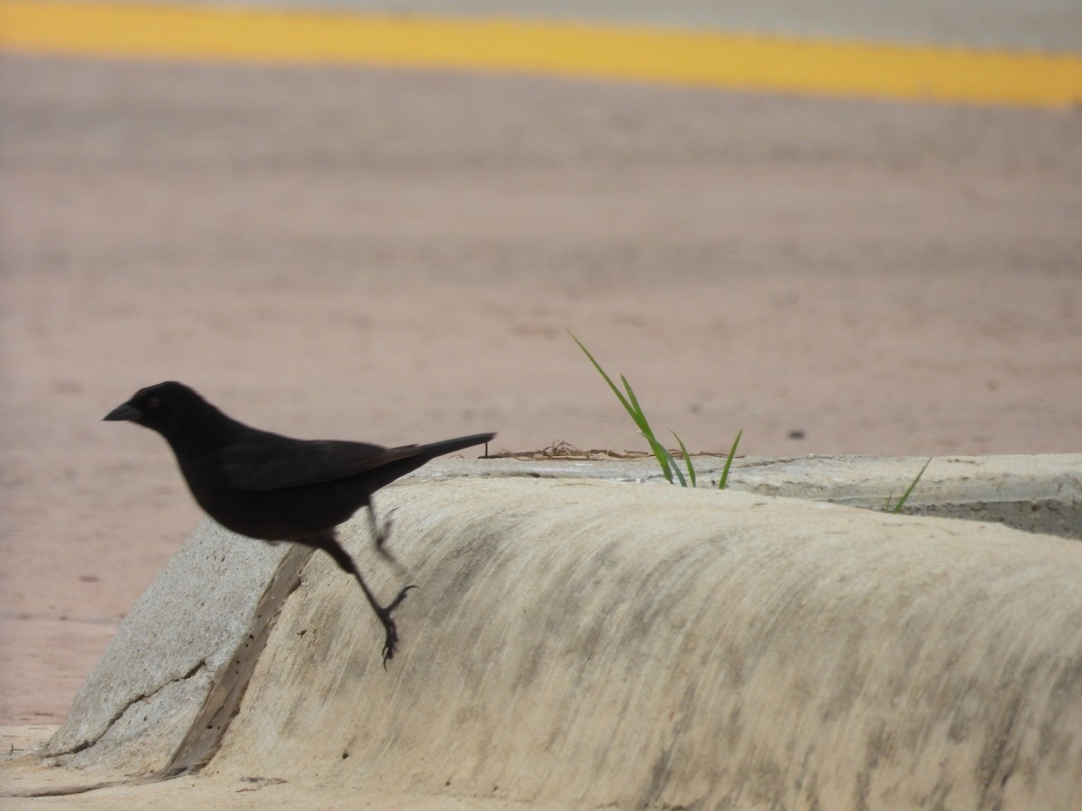 Bronzed Cowbird - ML555795521