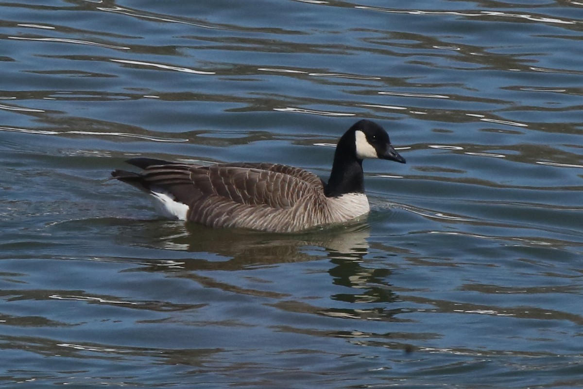 Cackling Goose - ML555798221