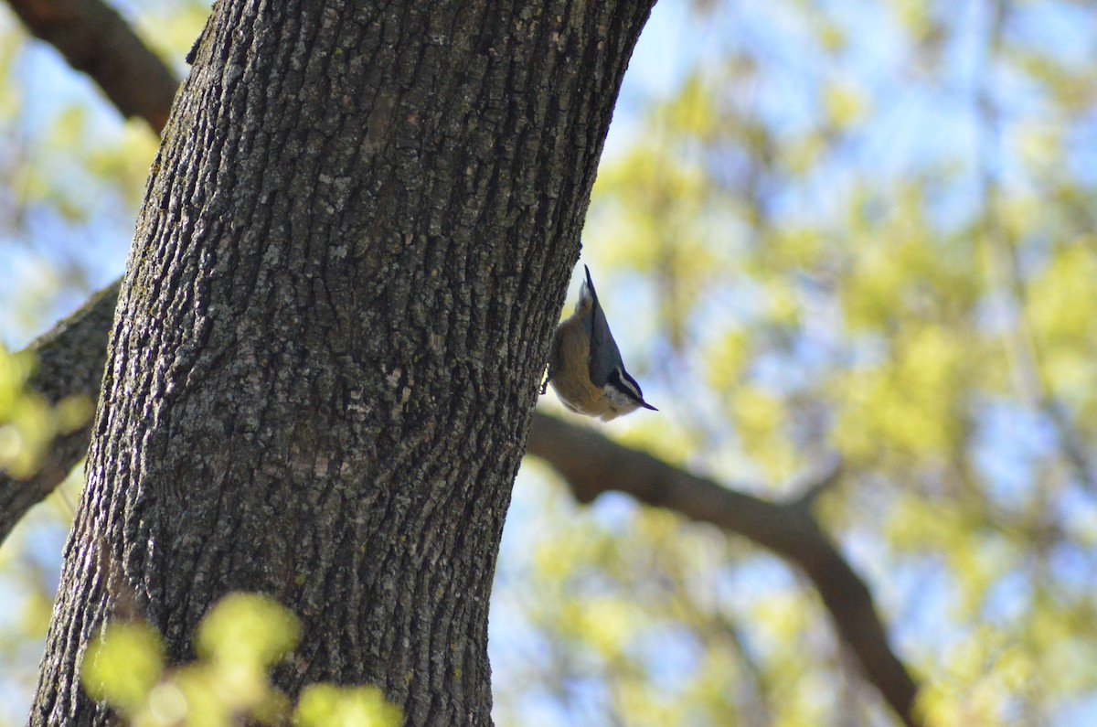 Red-breasted Nuthatch - ML555798501