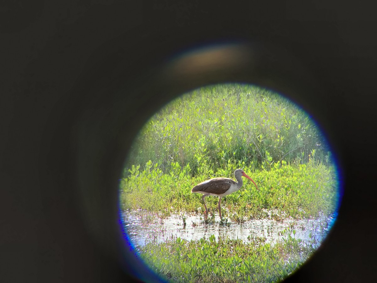 White Ibis - ML555798861