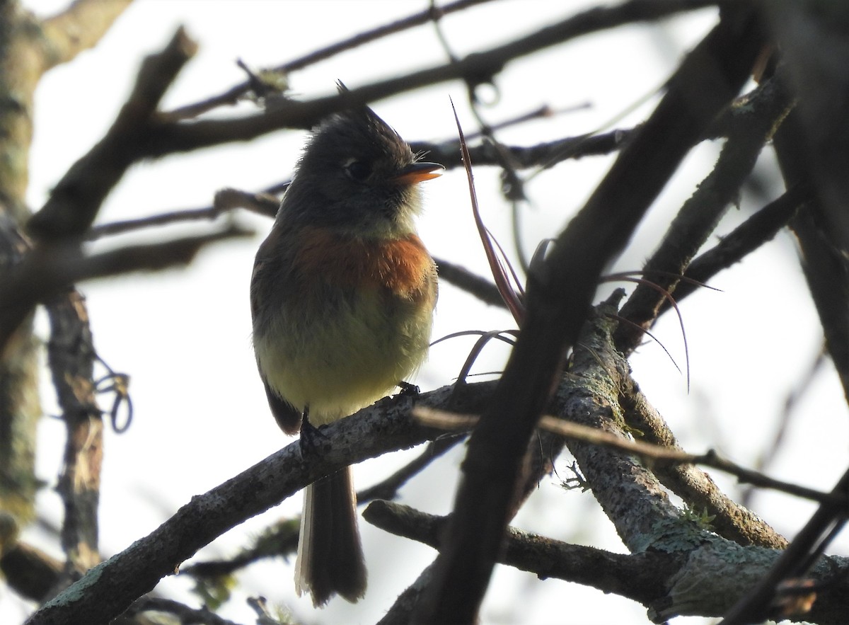 Belted Flycatcher - Carlos Mancera (Tuxtla Birding Club)