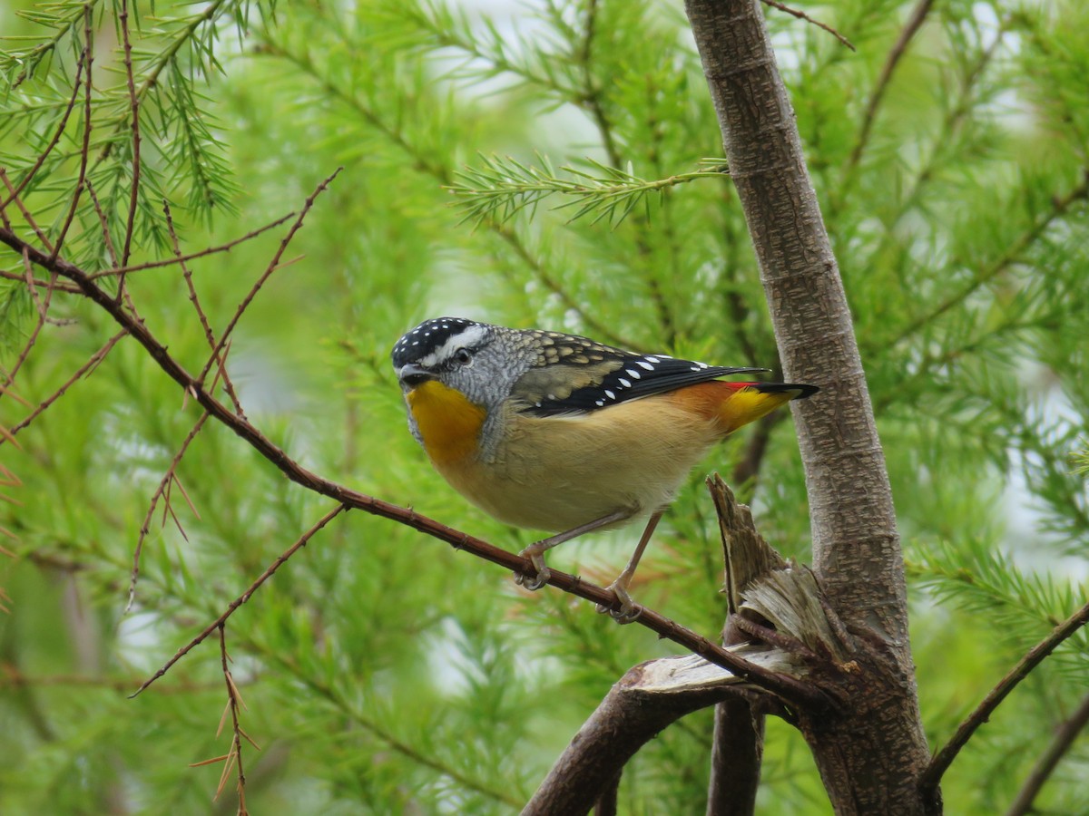 Spotted Pardalote - ML555800811