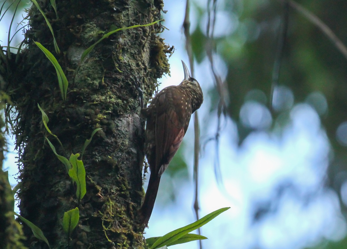 Spotted Woodcreeper - ML555801101