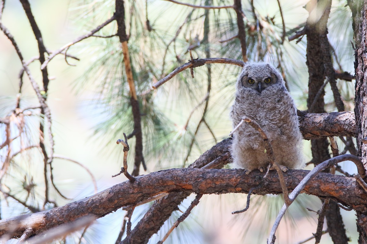 Great Horned Owl - ML555802591