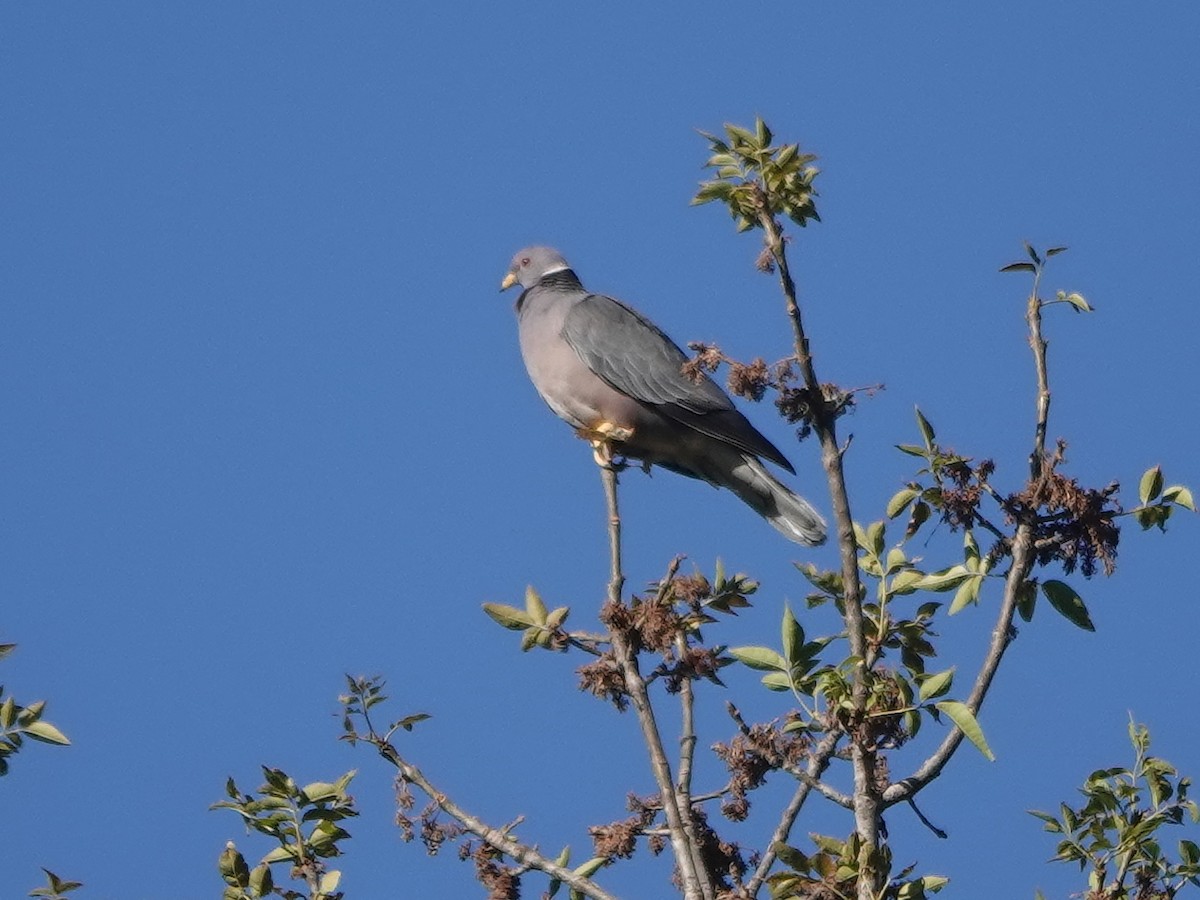 Band-tailed Pigeon - Liz Soria