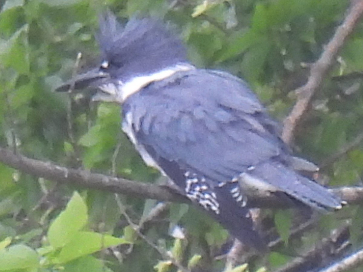 Belted Kingfisher - ML555805201
