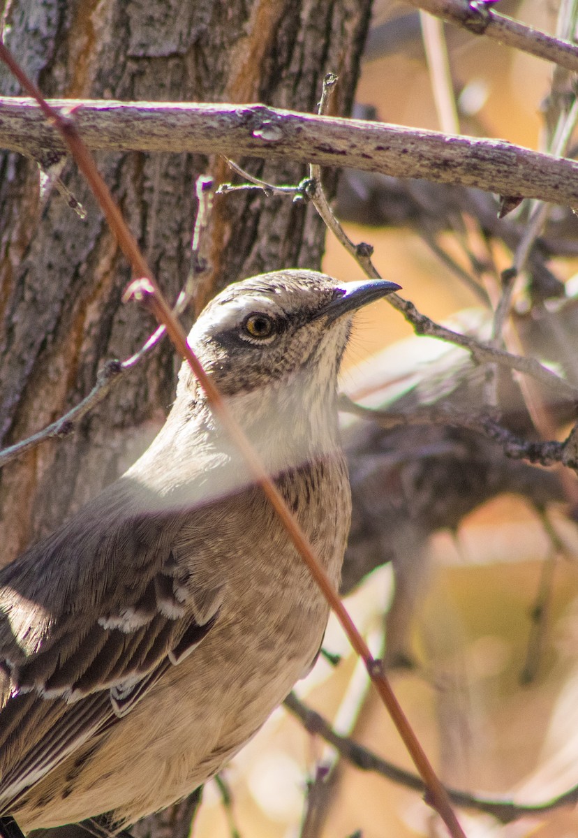 Chilean Mockingbird - ML555805781