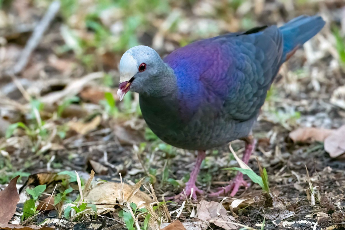 Gray-fronted Quail-Dove - Steven Lasley