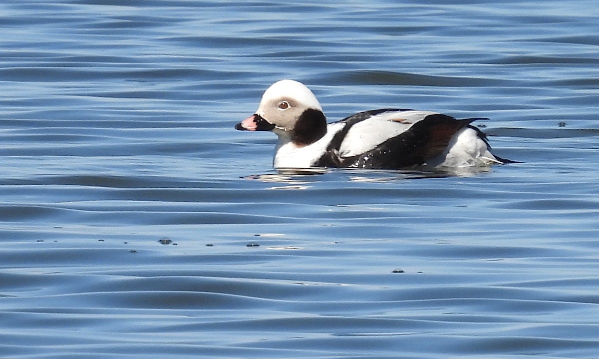 Long-tailed Duck - ML555807781