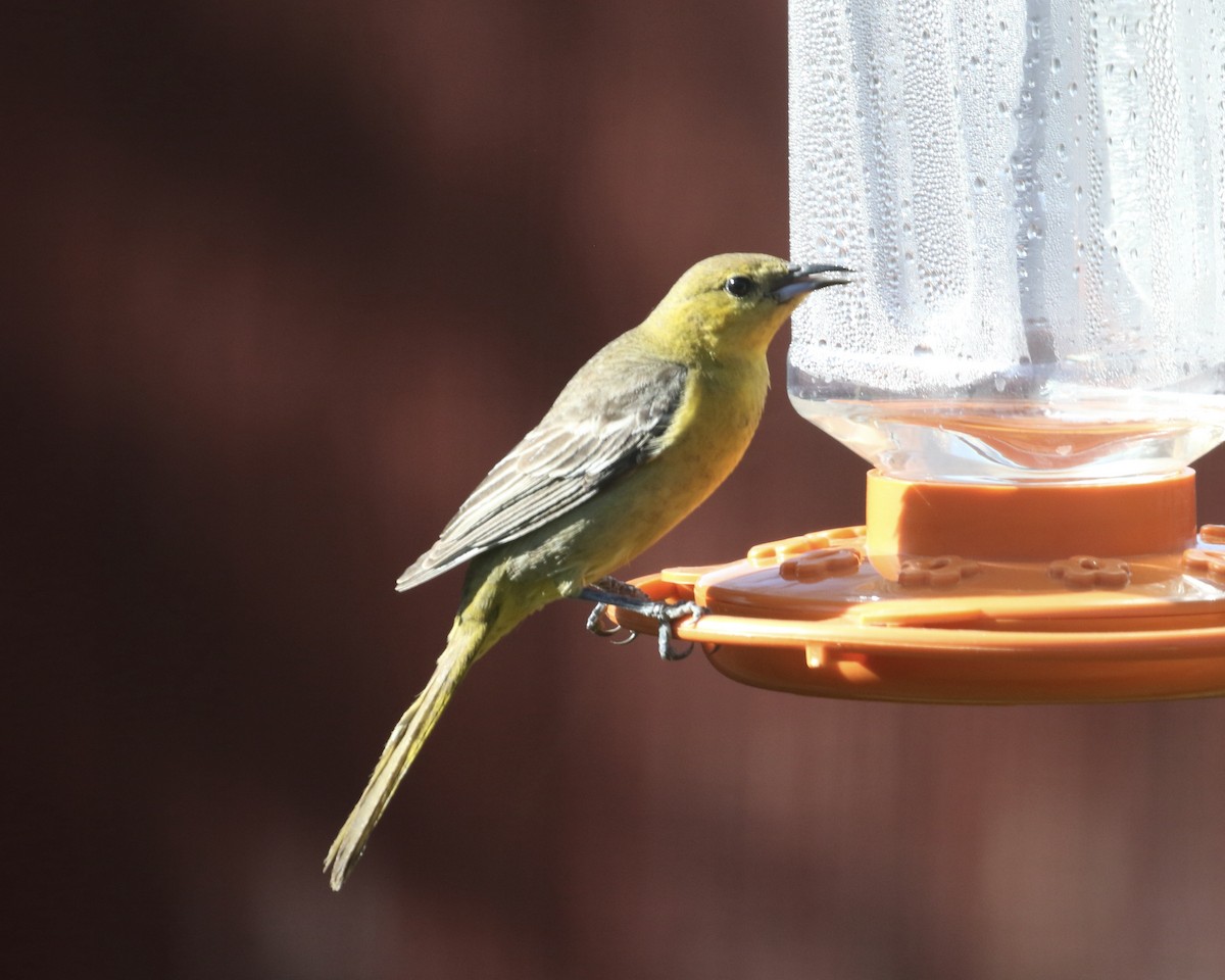 Hooded Oriole - Mickey Dyke