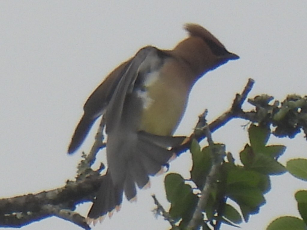 Cedar Waxwing - ML555810611