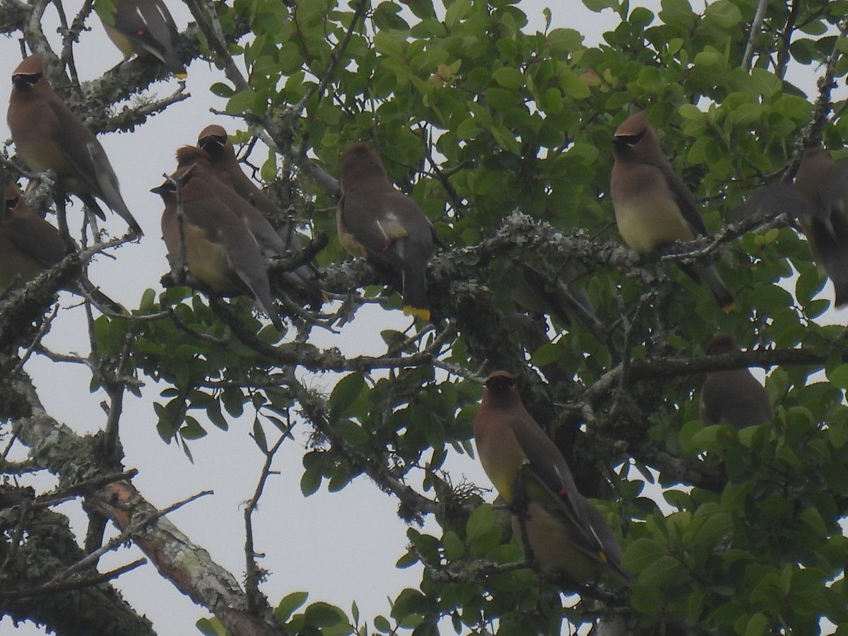 Cedar Waxwing - ML555810641