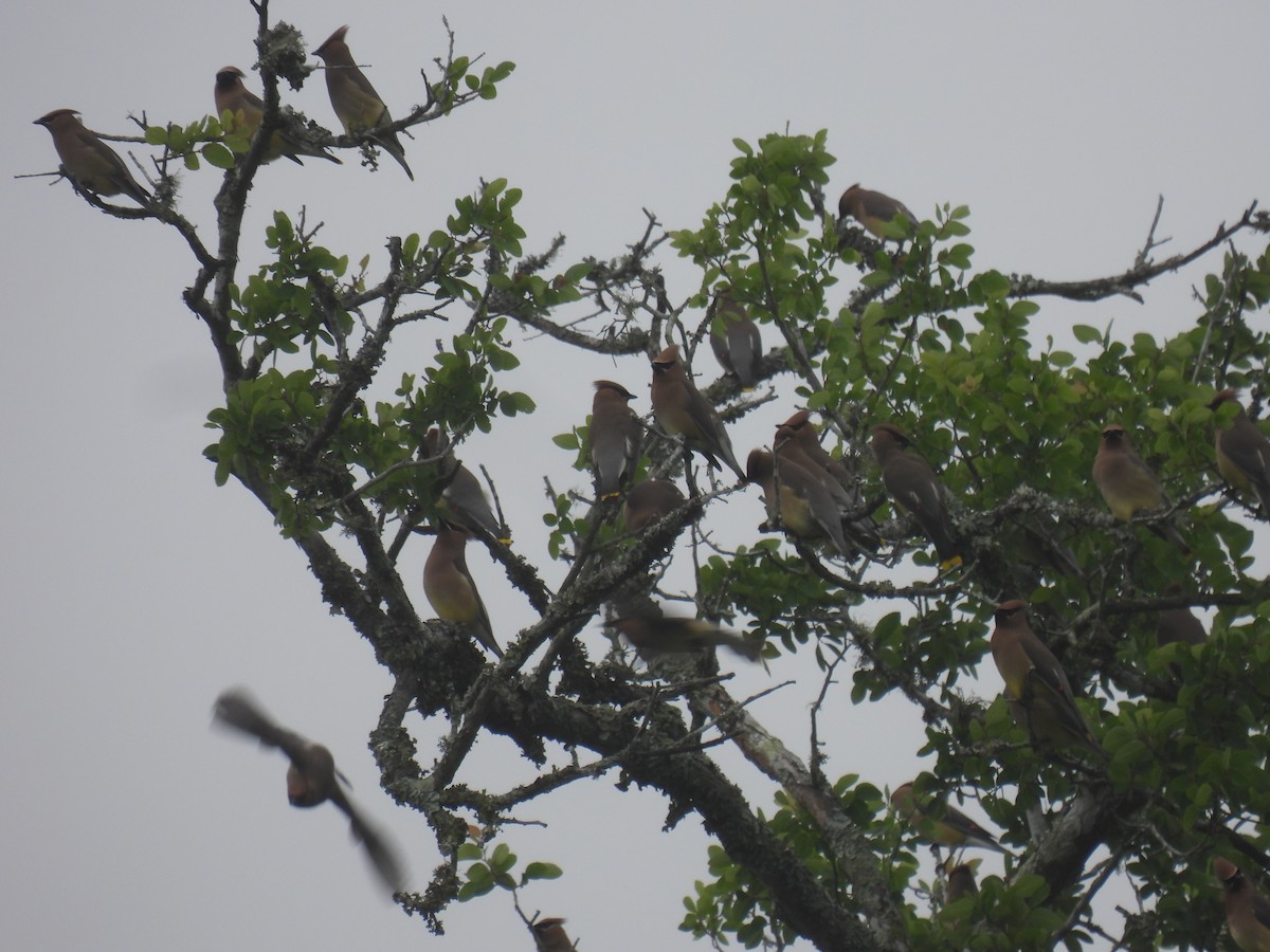 Cedar Waxwing - ML555810681