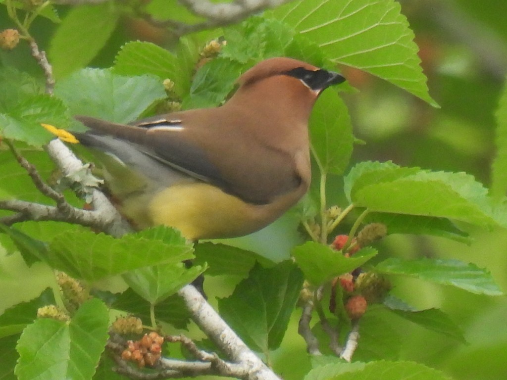 Cedar Waxwing - ML555810781