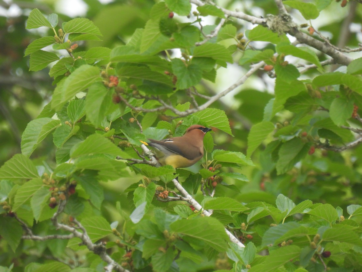 Cedar Waxwing - ML555810841