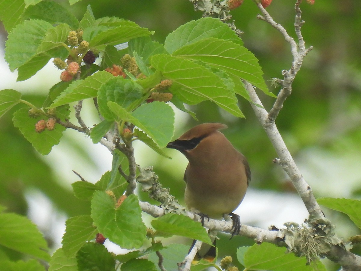 Cedar Waxwing - ML555810941