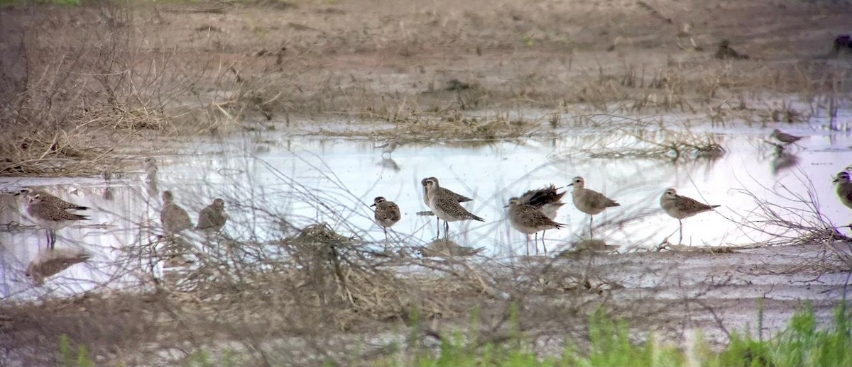 American Golden-Plover - ML555811981