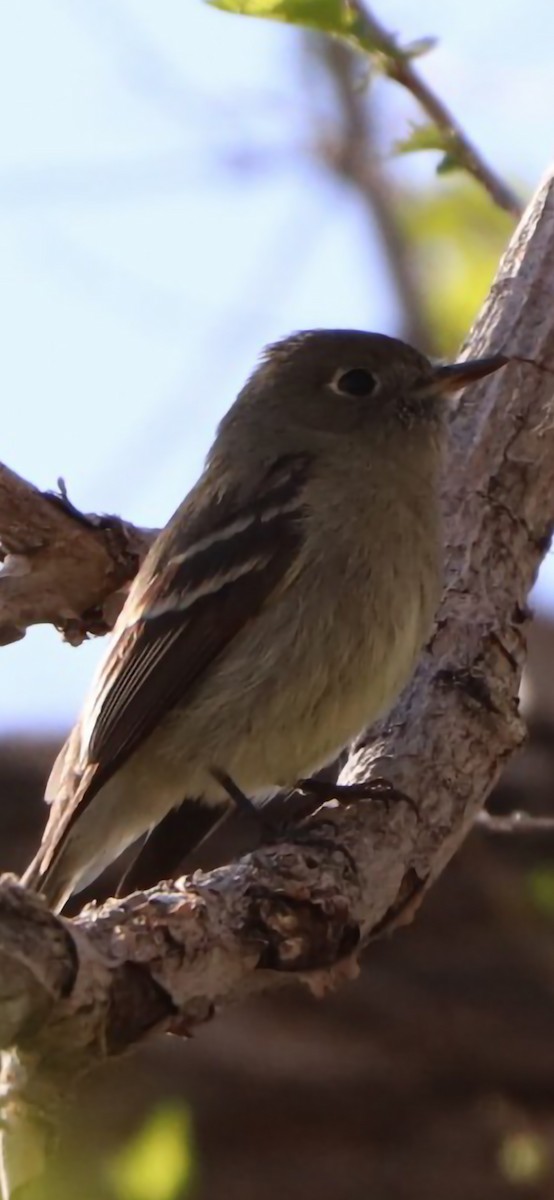 Hammond's Flycatcher - ML555812511