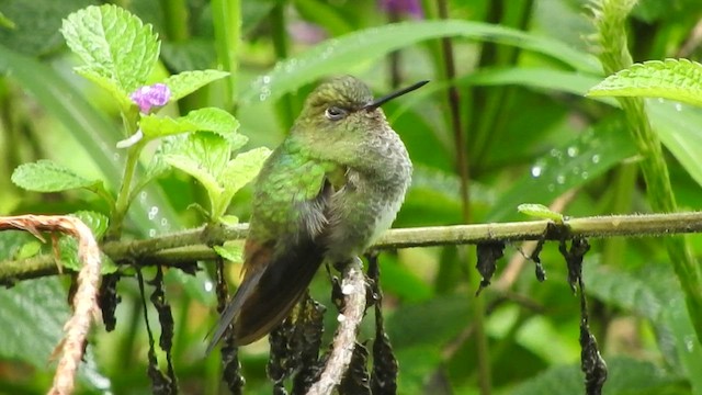 Greenish Puffleg - ML555813951