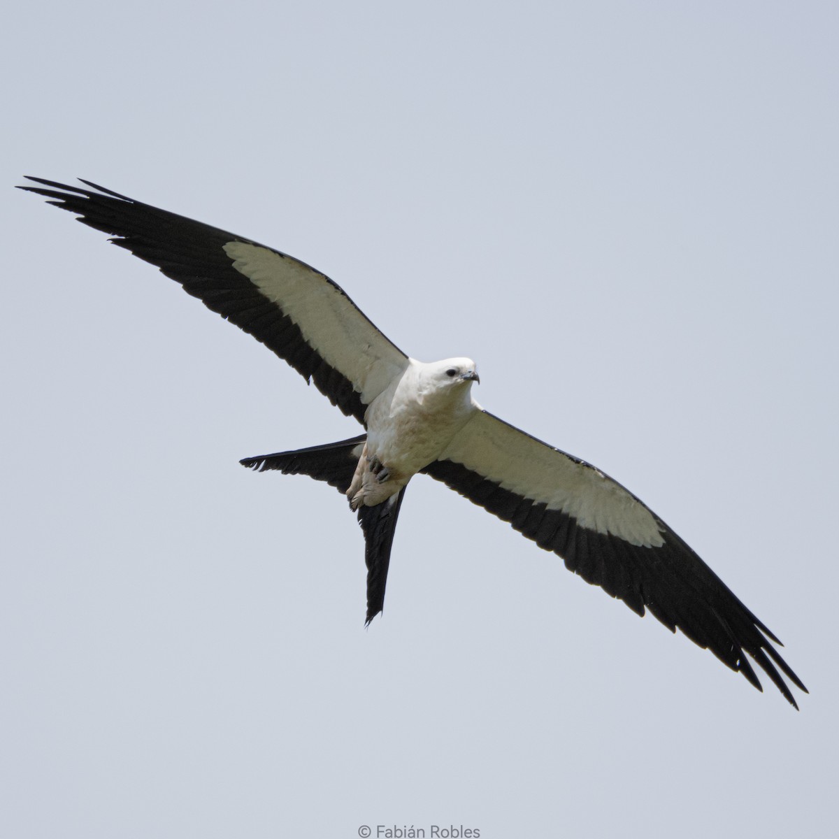 Swallow-tailed Kite - FABIAN ROBLES