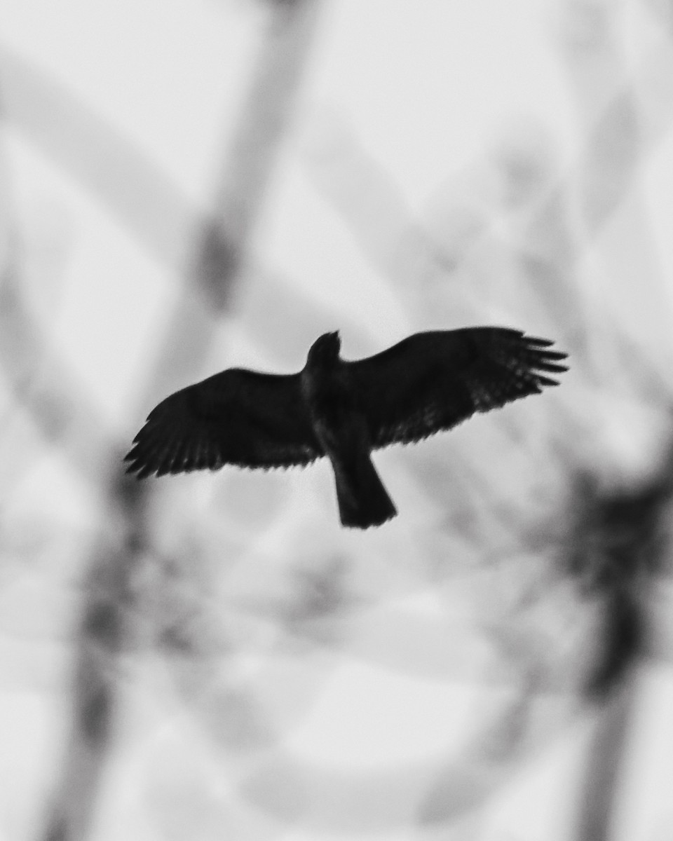 Red-tailed Hawk - ML555815521