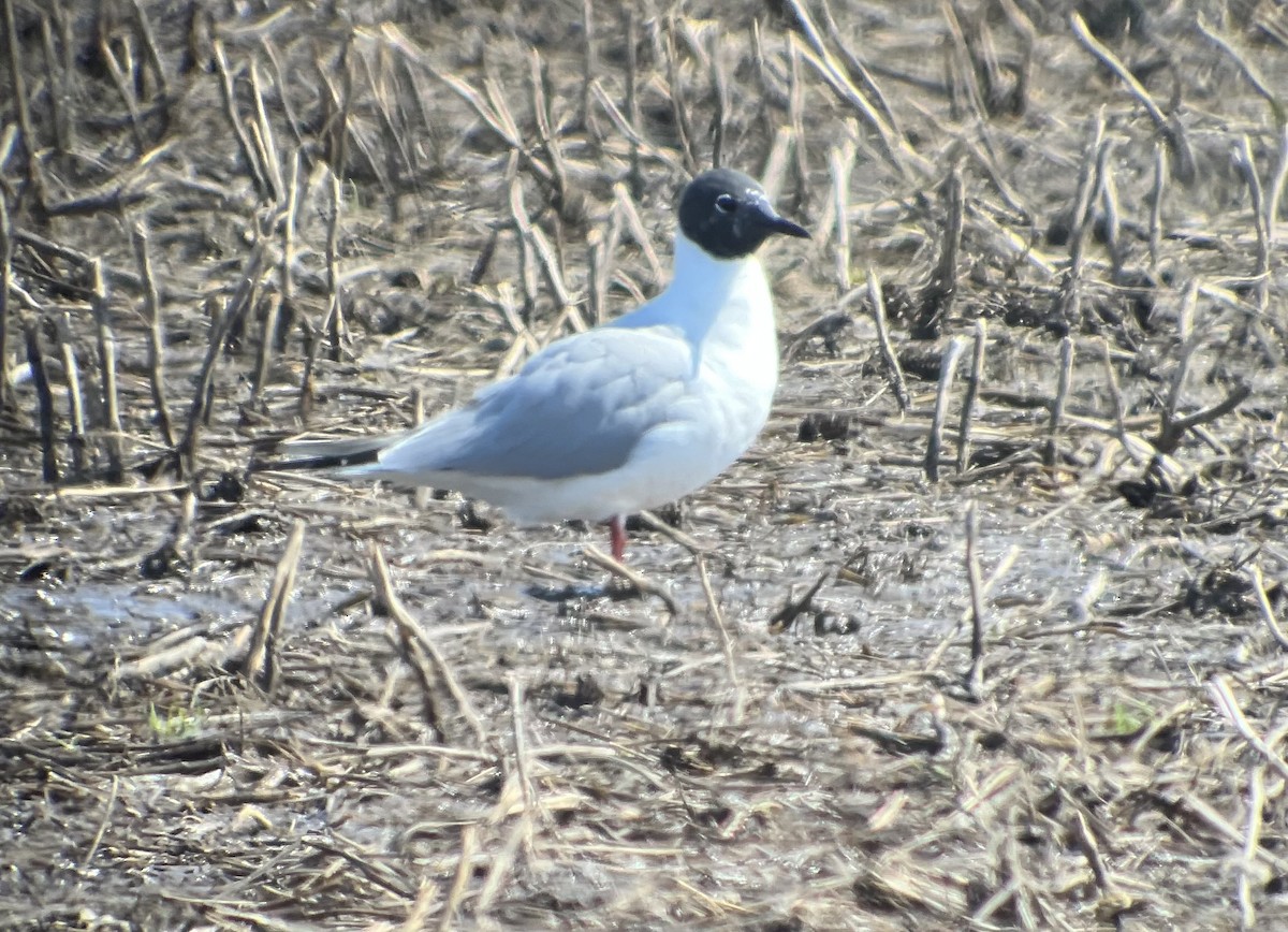 Mouette de Bonaparte - ML555816141