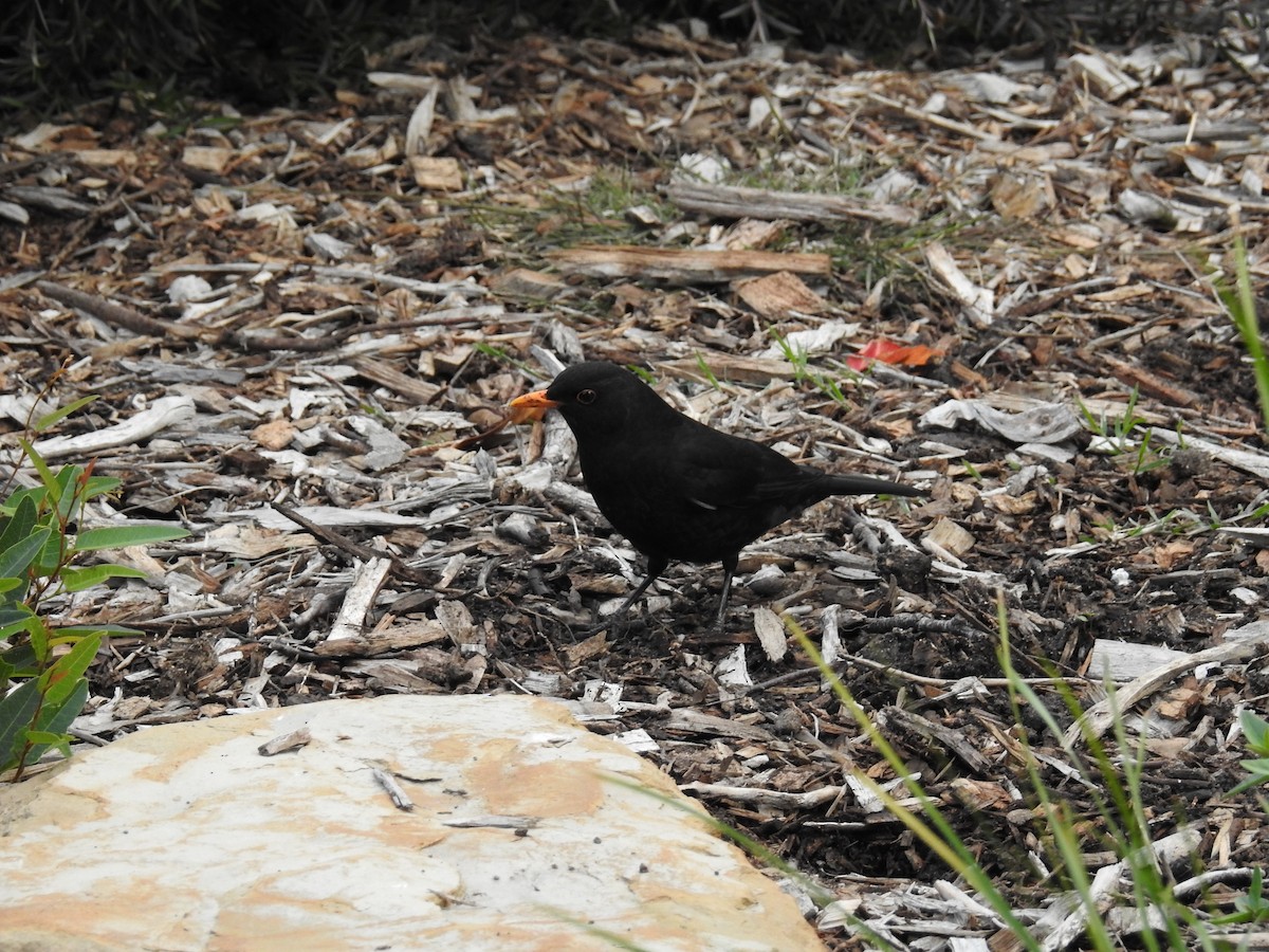 Eurasian Blackbird - Ken Crawley