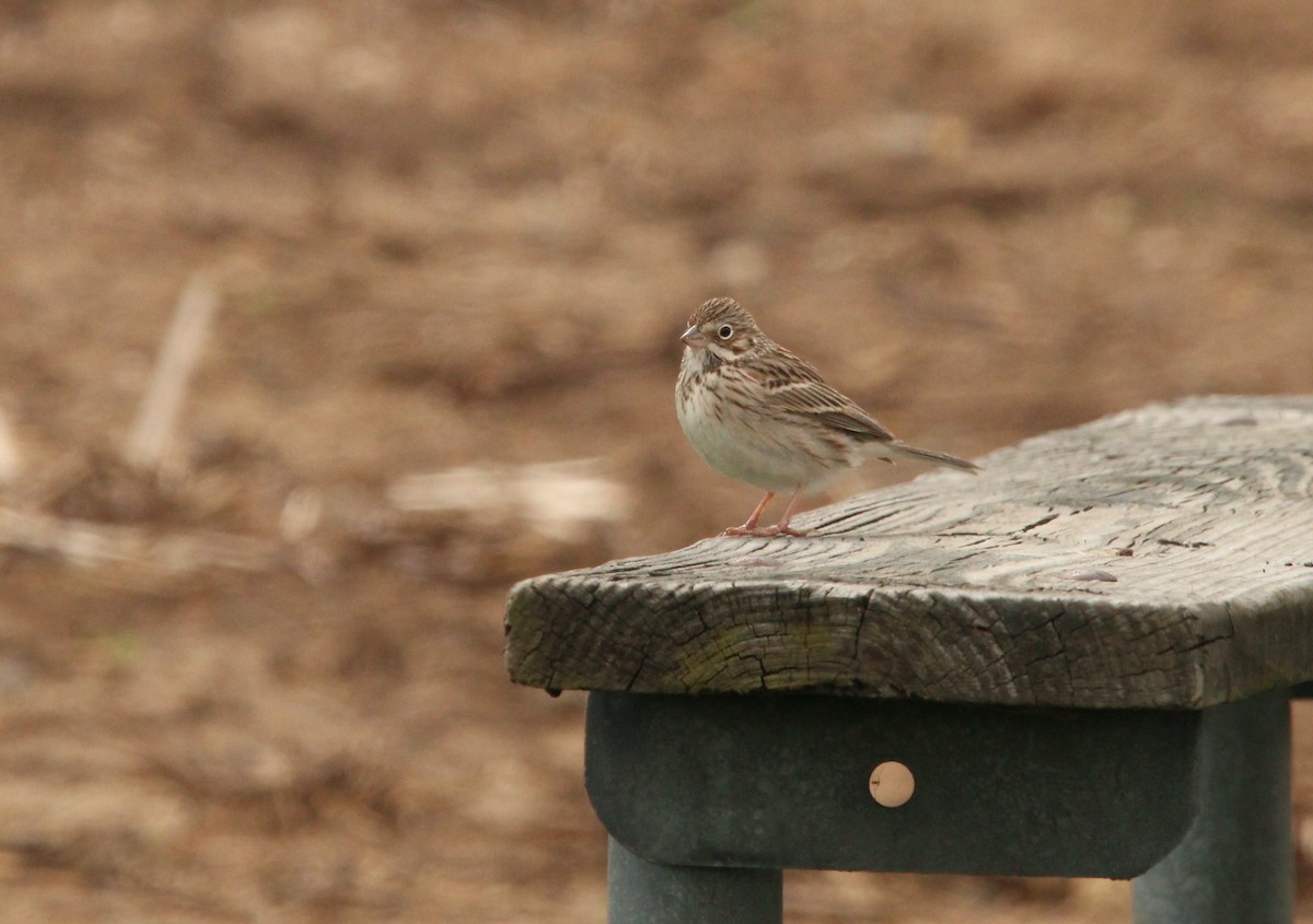 Vesper Sparrow - Keith Leonard