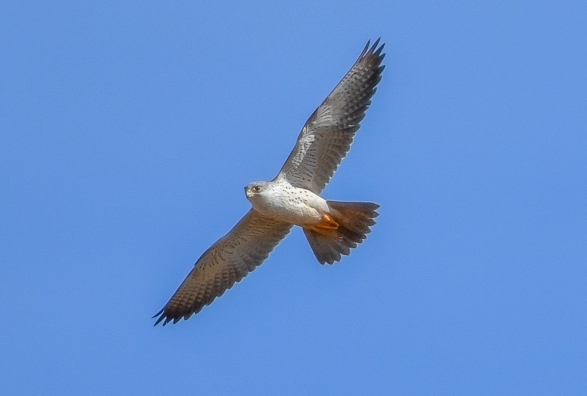 Gray Falcon - Tim Henderson