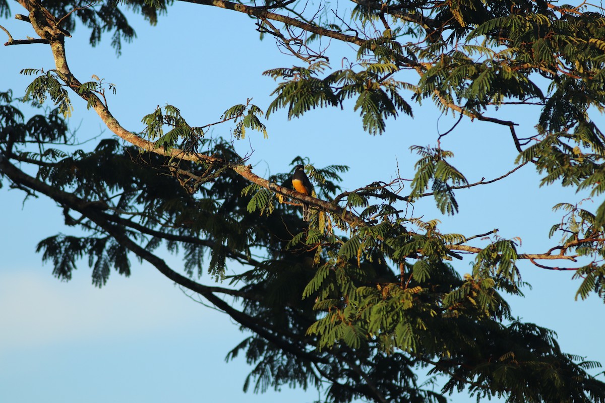 Collared Trogon - ML555816861