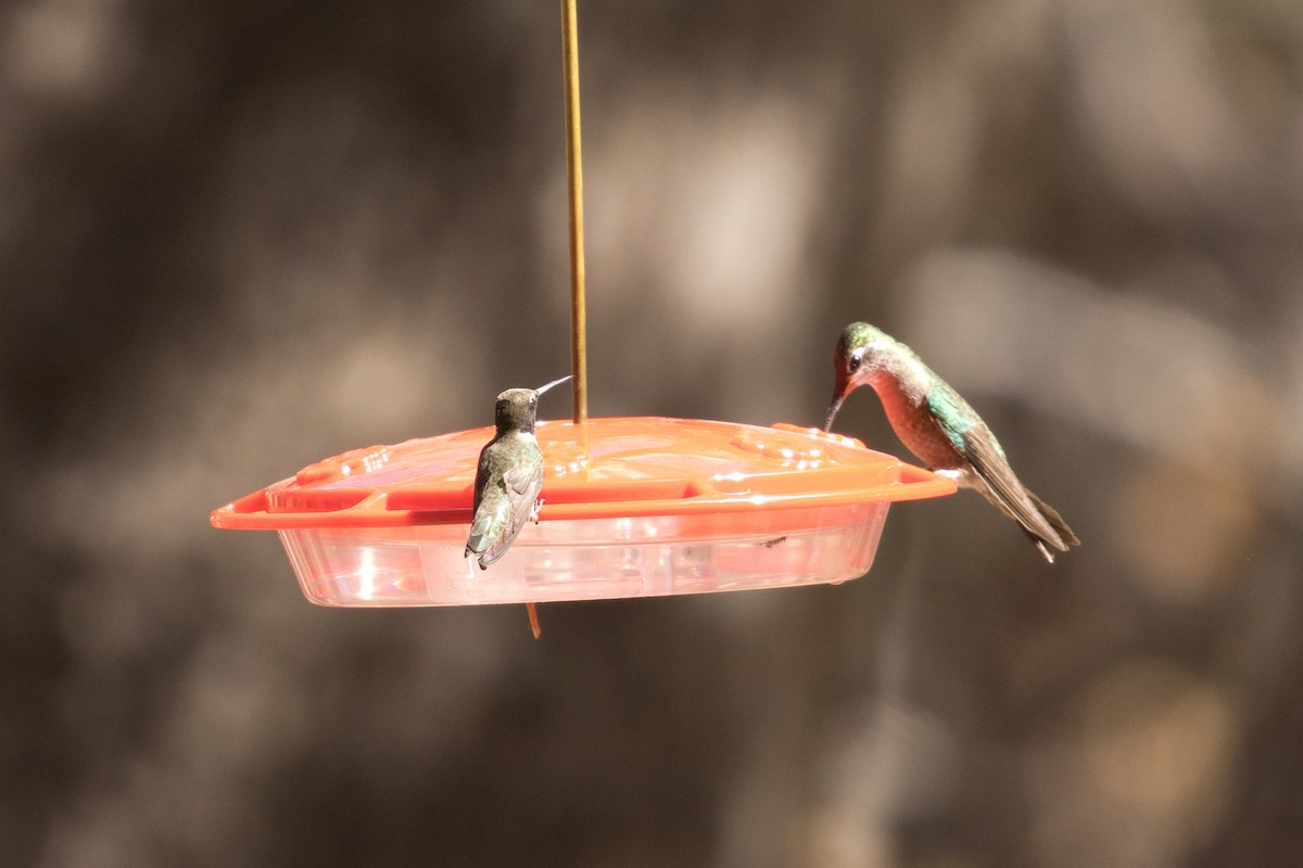 Black-chinned Hummingbird - Charles Hathcock